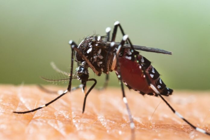 tiger-mosquito.jpg