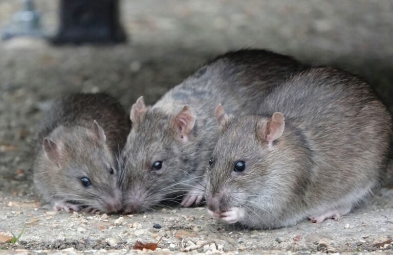 Lassa fever death reported in Midwestern state