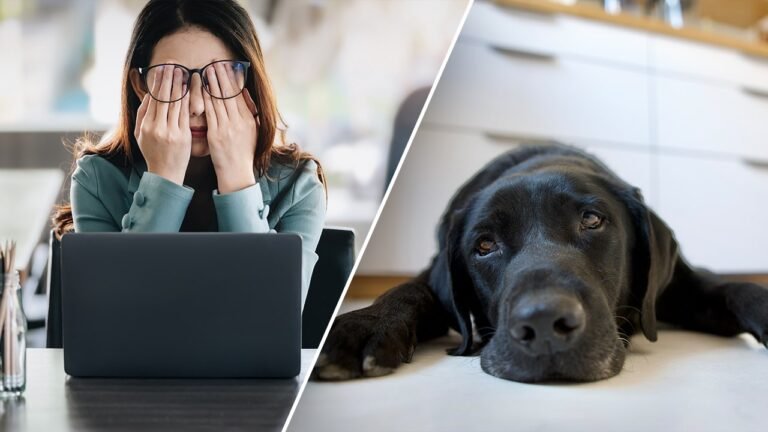 Work stress affects your dog too, new study reveals