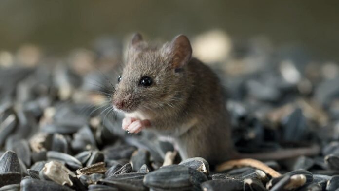 wild-mouse-sunflower-seeds-fox-news-001.jpeg