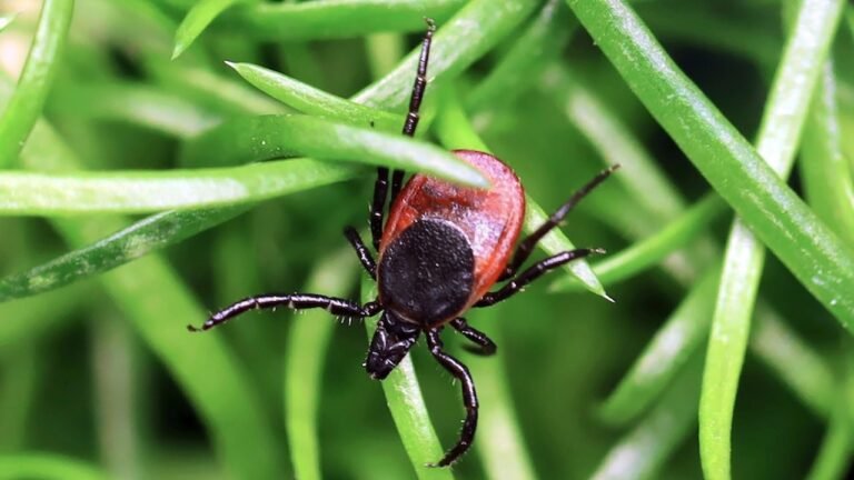 Dangerous tick-borne virus spreading to more Americans, experts warn