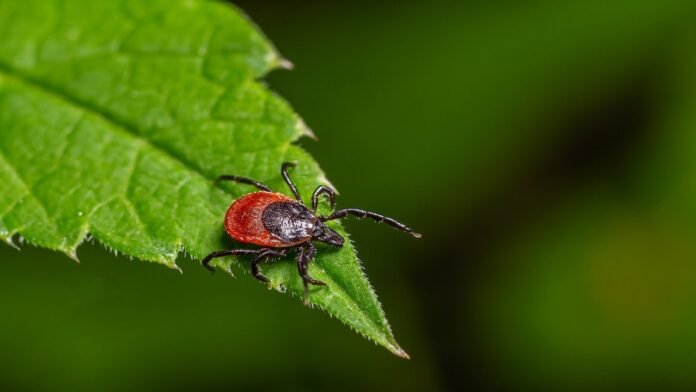 tick-on-leaf.jpg